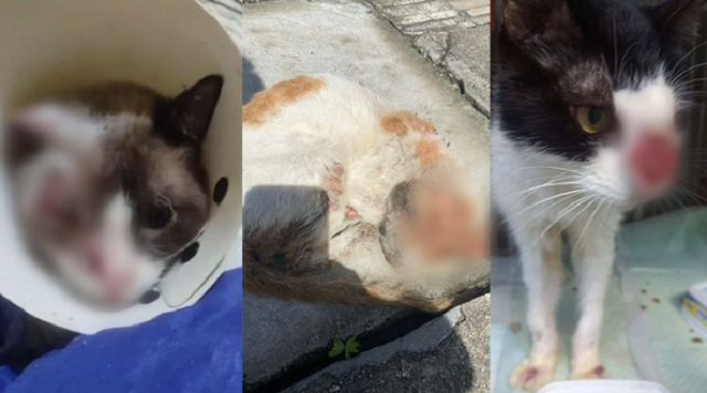 Esporotricose causa lesões que não cicatrizam nos animais (Foto: Reprodução)