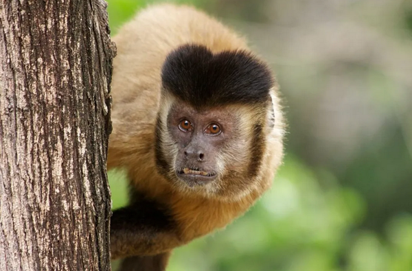 Investigados pela comercialização do primata poderão responder por crimes (Foto: Divulgação)