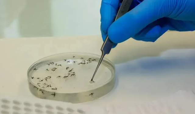 Gandu é o segundo município com o maior número de casos (Foto: Flávio Carvalho/WMP Brasil/Fiocruz)