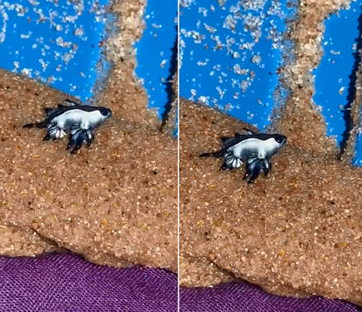 Molusco Glaucus atlanticus, mais conhecido como dragão azul, foi avistado na praia de Jacuípe (Foto: Reprodução)