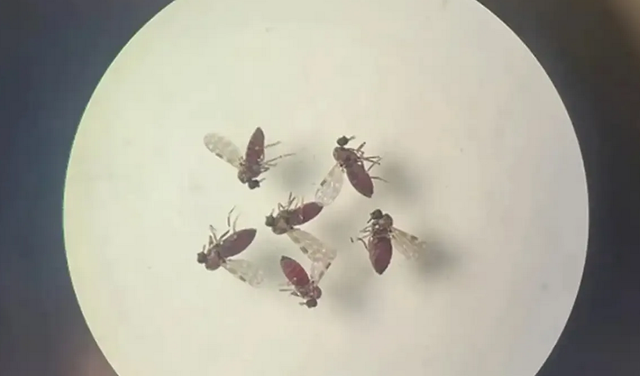 Até o início de julho, mais de 7 mil casos haviam sido confirmados no país (Foto: Bruna Lais Sena do Nascimento/Laboratório de Entomologia Médica)