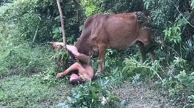 Vaca estava presa a árvore em propriedade quando sofreu tentativa de abuso (Foto: Divulgação Reprodução/Redes sociais)