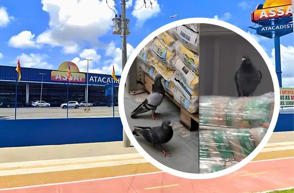 Presença dessas aves em ambientes destinados à venda de alimentos representa um sério risco à saúde pública (Foto: Reprodução)