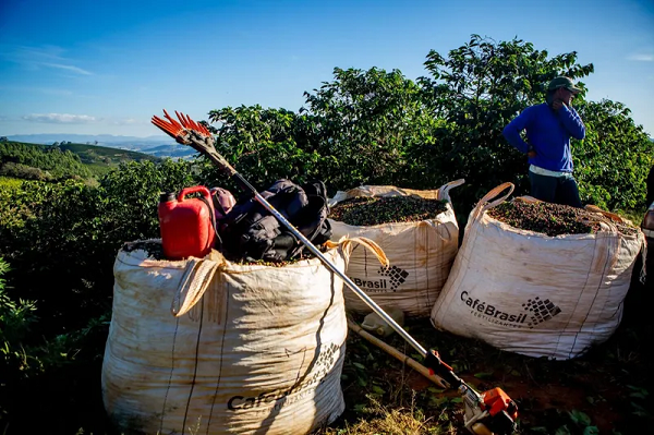 Brasil colheu 54,2 milhões de sacas de café e exportou 50,4 milhões de sacas em 2024 (Foto: Lela Beltrão/Repórter Brasil)