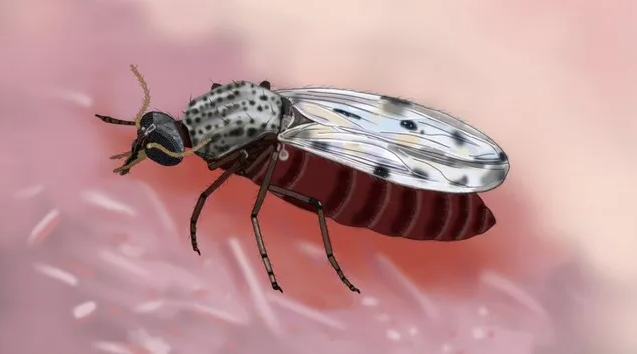 Culicoides paraensis também é conhecido como maruim e mosquito-pólvora (Foto: Ademildo Mendes/SVSA)