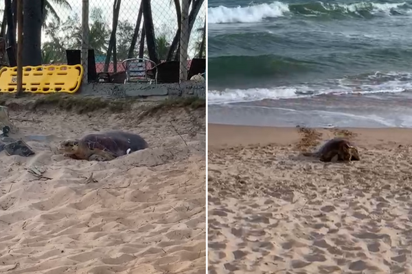 Tartaruga é flagrada em praia de Camaçari (Foto: Acervo pessoal)