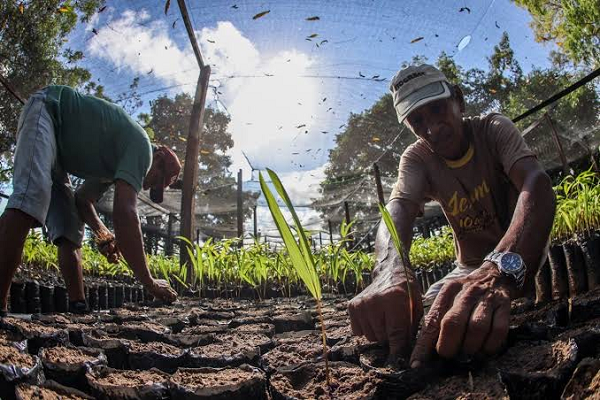 Desenrola Rural tem o potencial de alcançar um milhão de agricultores e agricultoras familiares (Foto: Reprodução)