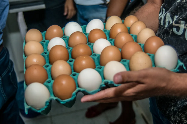 O valor da caixa de ovos com 30 dúzias leva em conta requisitos como tipo extra, branco e vermelho (Foto: ANDRÉ FRUTUÔSO/DIVULGAÇÃO)