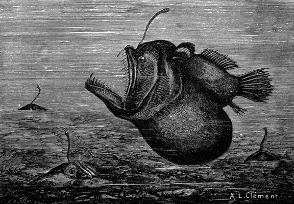 O avistamento ocorreu no último dia 26 de janeiro (Foto: Domínio Público)