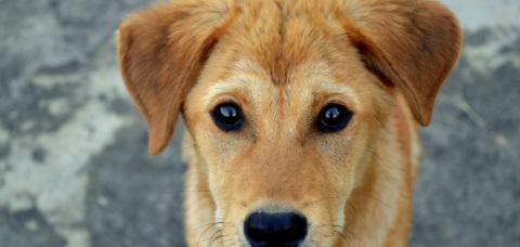 Foto: Imagem Ilustrativa/ Pexels