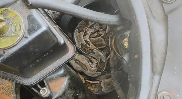 Jiboia estava no motor do carro (Foto: Divulgação/SSP-BA)