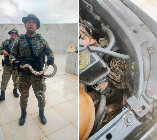Jiboia estava no motor do carro (Foto: Divulgação/SSP-BA)