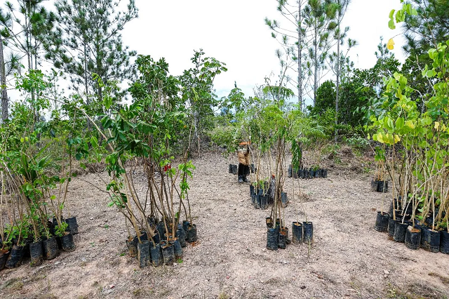 BYD também começou a plantar em uma área próxima, milhares de mudas de árvores nativas (Foto: Marketing/BYD Auto do Brasil)