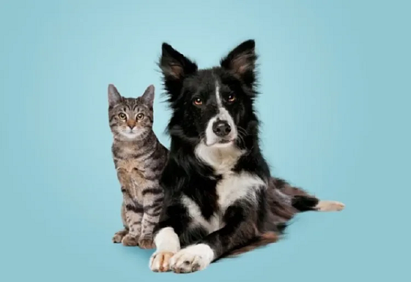 Toda a atenção deve ser dada ao que deve ser compartilhados com os animaizinhos (Foto: Reprodução/Alto Astral)