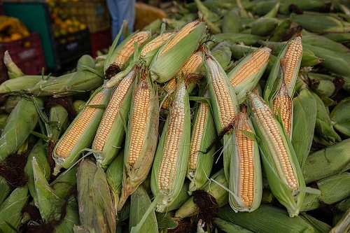 Divulgação ilustrativa