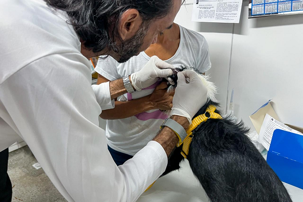 Uma das principais frentes dessa atuação é a realização de testes em cães, visando o diagnóstico precoce e o controle da doença (Foto: Divulgação)
