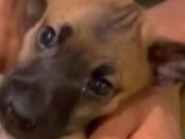 Caso-de-raiva-em-cachorro-em-Salvador-apos-20-anos0137136700202512060801-ScaleDownProportional