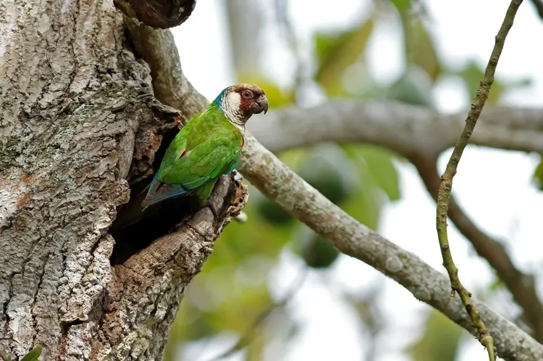 ave-extinta-ha-mais-de-100-anos-renasce-na-caating0138356900202603240732-ScaleDownProportional