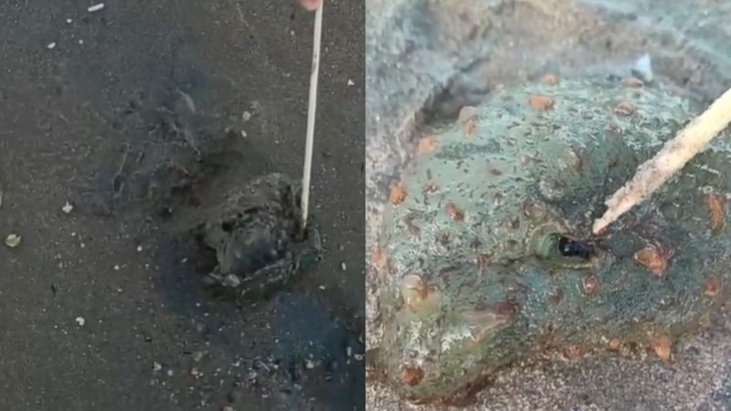 reproducao_animaismarinhos_widelg