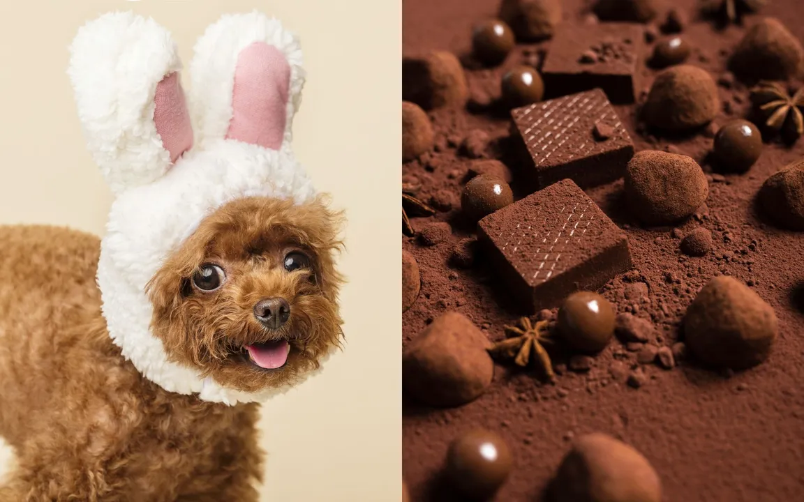 chocolates-de-pascoa-podem-custar-a-vida-do-seu-pe0138462300202604020911-ScaleDownProportional