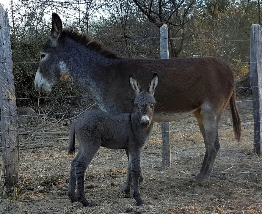 proibida-no-brasil-carne-de-jumento-vira-empanadas0138730500202604290955-ScaleDownProportional