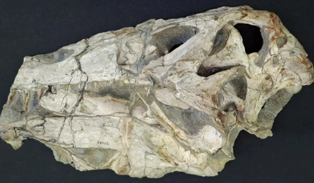 fossil0505
