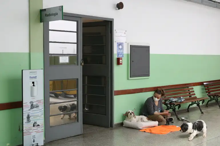veterinario
