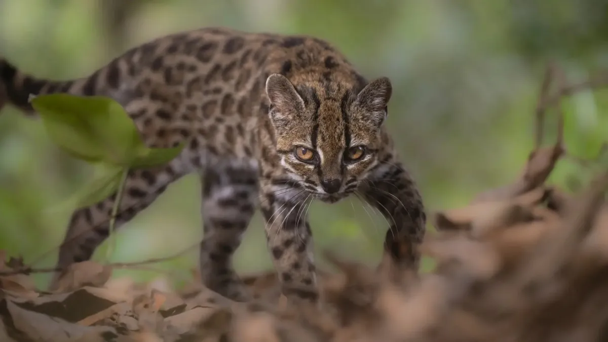 nova-especie-de-felino-e-descoberta-apos-mais-de-u0140252800202609180703-ScaleDownProportional