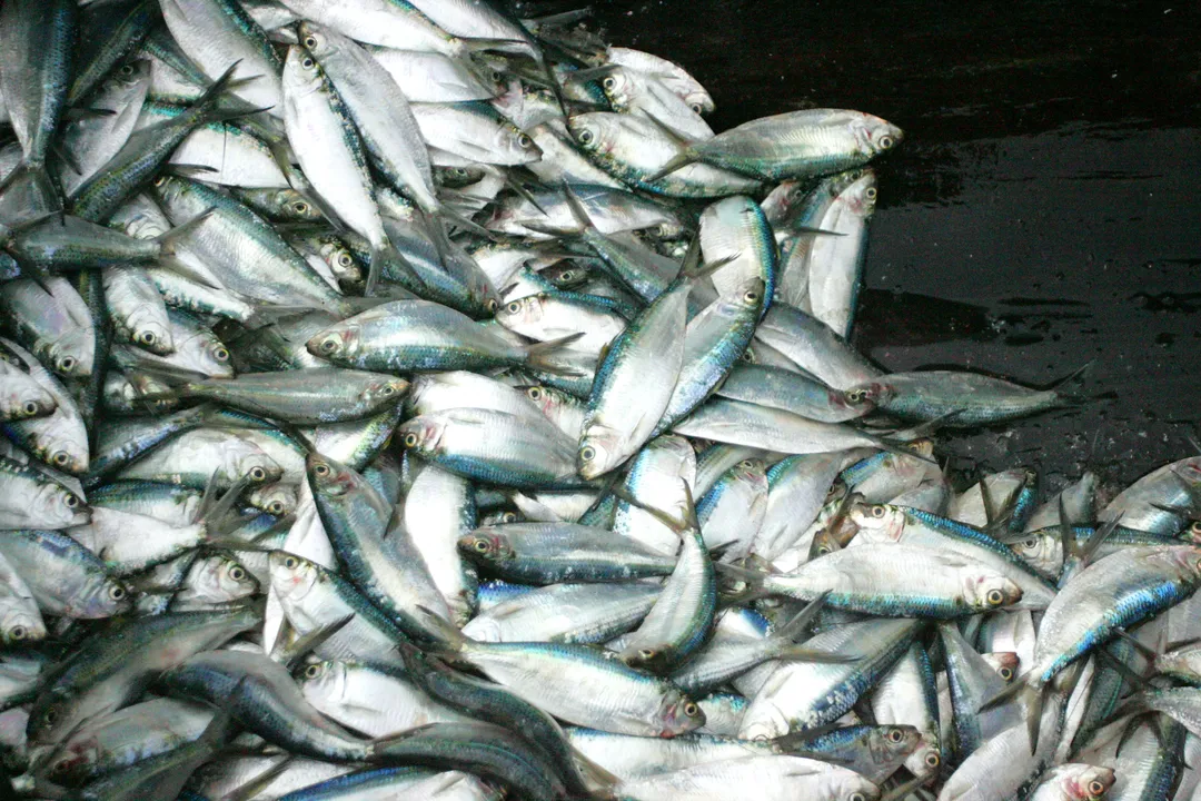 tres-especies-de-peixes-correm-risco-de-extincao-n0140772200202610301502-ScaleDownProportional