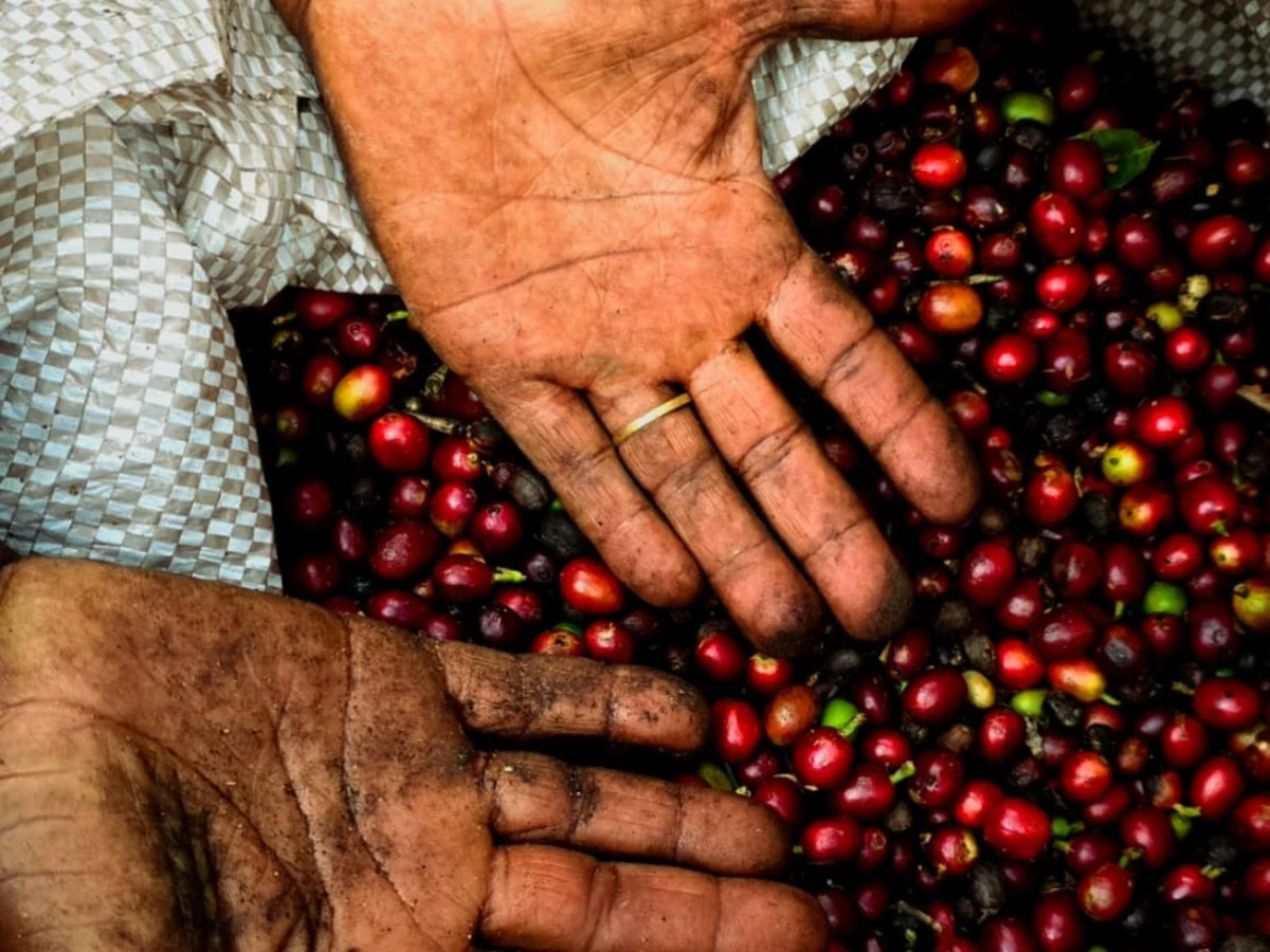unica-cidade-do-nordeste-na-disputa-piata-coloca-13-cafes-entre-os-melhores-do-brasil-3450155-article