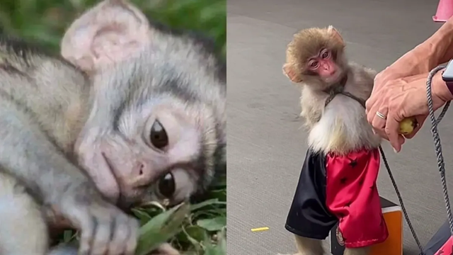 Especialista explica as consequências de criar animal silvestre domesticamente (Foto: Reprodução)