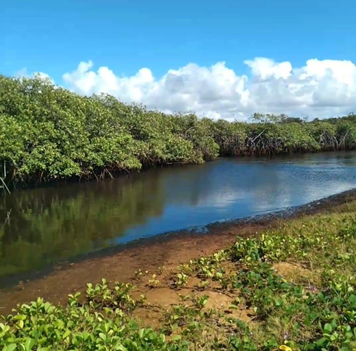 (Foto: Reprodução/SOS Rio Capivara) (Foto: Reprodução/SOS Rio Capivara)