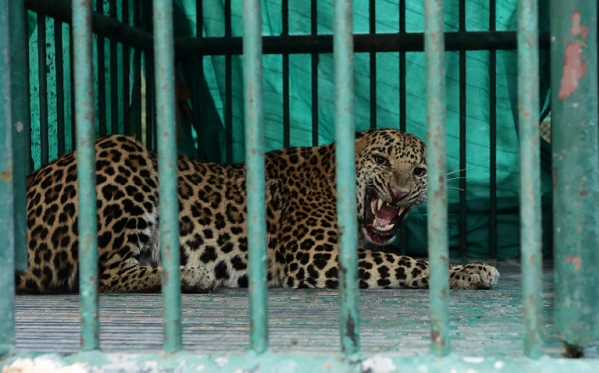 Leopardo em jaula, capturado em Gujarat, Índia, em 5 de novembro de 2018 (Foto: Gujarat Forest Department | AFP)