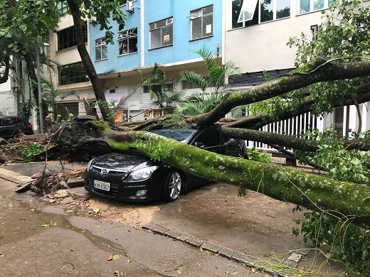 Rio de Janeiro - Descaso com árvores (Foto: Reprodução)