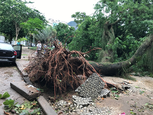 Rio de Janeiro - Descaso com árvores (Foto: Reprodução)