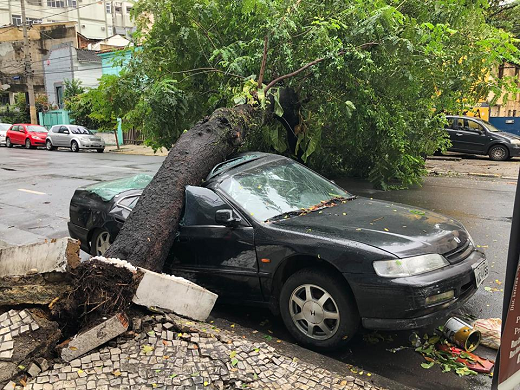 Rio de Janeiro - Descaso com árvores (Foto: Reprodução)