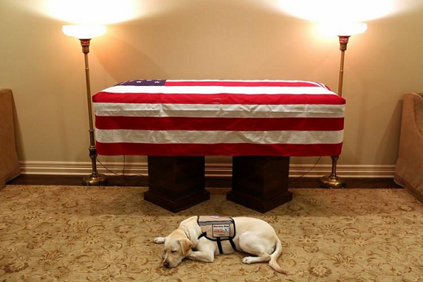 O cão Sully, um labrador, foi dado a Bush para abrir portas, pegar itens e conseguir ajuda para ele (Foto: Reprodução)