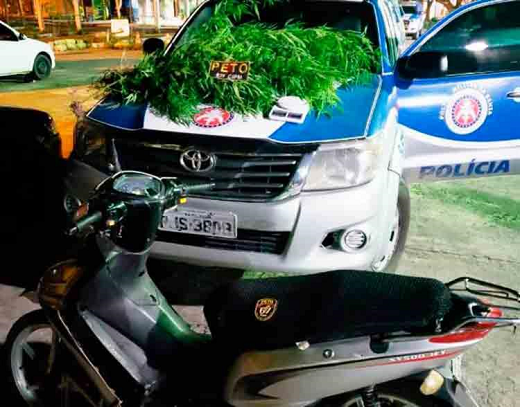 Os 12 pés de maconha e a motocicleta roubada foram apreendidos no bairro Aviário, em Feira de Santana (Foto: Divulgação)