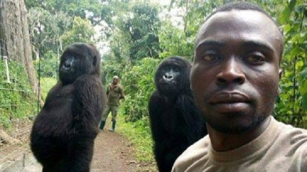 Gorilas posam ao lado de guarda florestal em parque nacional no Congo (Foto: Reprodução | Facebook @The Elite AntiPoaching Units And Combat Trackers)