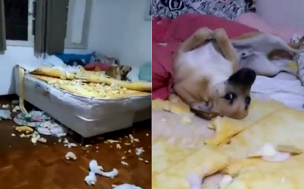 Abismada com a devastação promovida pelo doguinho, ela gravou um vídeo, que viralizou nas redes sociais (Foto: Reprodução)