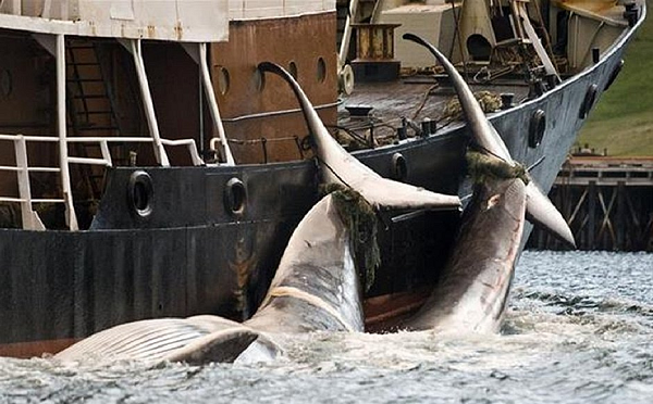 Instituições de defesa dos animais veem com preocupação a retomada da pesca em grande escala (Foto: Reprodução) Instituições de defesa dos animais veem com preocupação a retomada da pesca em grande escala (Foto: Reprodução)